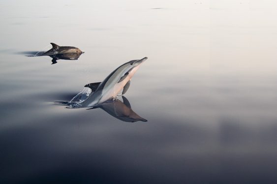Fotos de delfines en el mar de Alborán