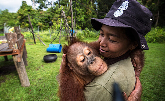 Una cuidadora abraza a un orangután en Borneo.