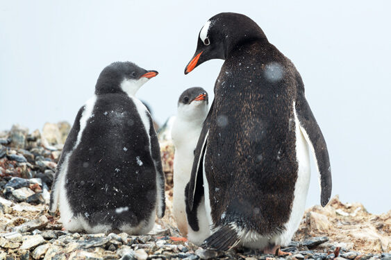 Familia de pingüinos