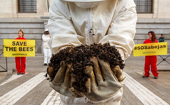 Un respiro para las abejas (y para el medio ambiente)