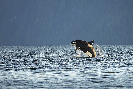 Orca en Canadá saltando fuera del agua.
