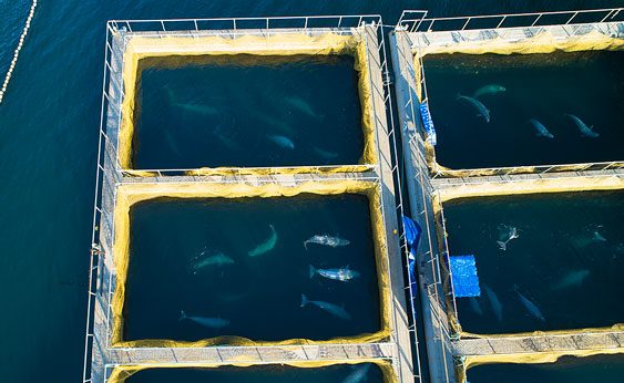 Un centenar de orcas y belugas permanecen prisioneras en minúsculos cubículos en las gélidas aguas rusas a la espera de ser vendidas a acuarios en China