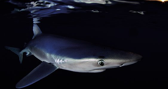 Tiburones: víctimas, no verdugos