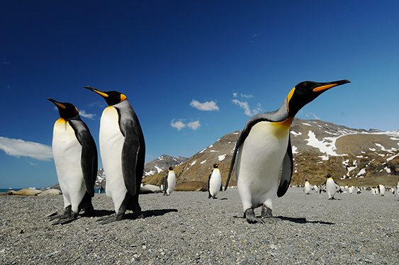 Pingüinos reales en la Antártida