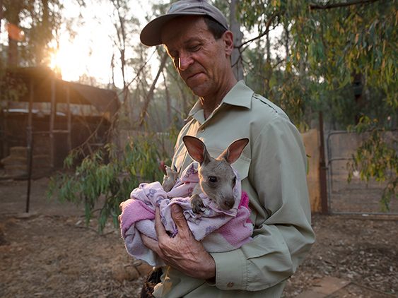 Hombre ayudando a un canguro tras los incendios