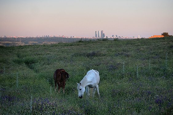 Caballos en un prado verde al atardecer con el skyline de Madrid en el horizonte