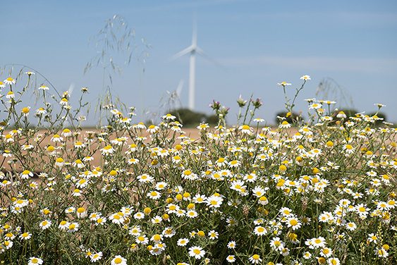 Campo de margaritas en flor con molino de viento al fondo