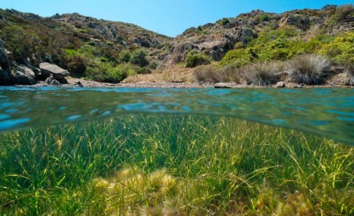 Imagen de: La flora del Mediterraneo es vida