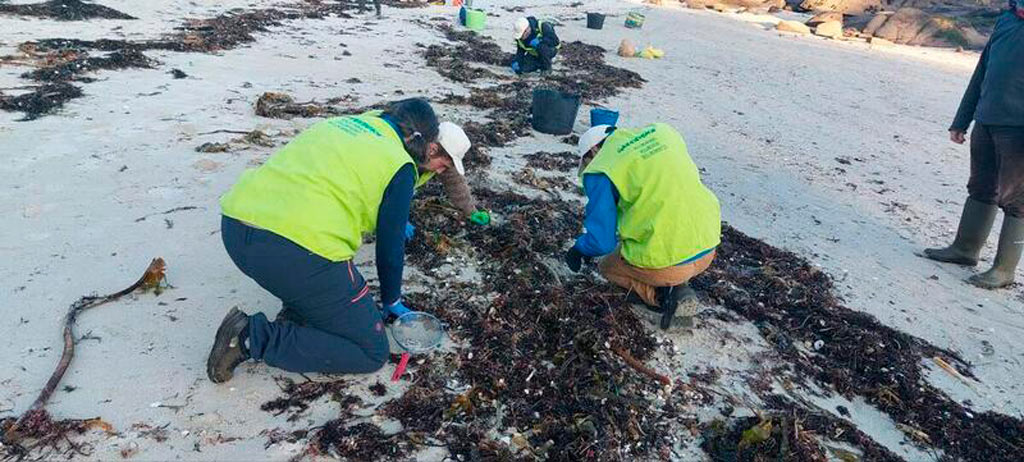 Voluntarios recogiendo pellets en una playa de Galicia