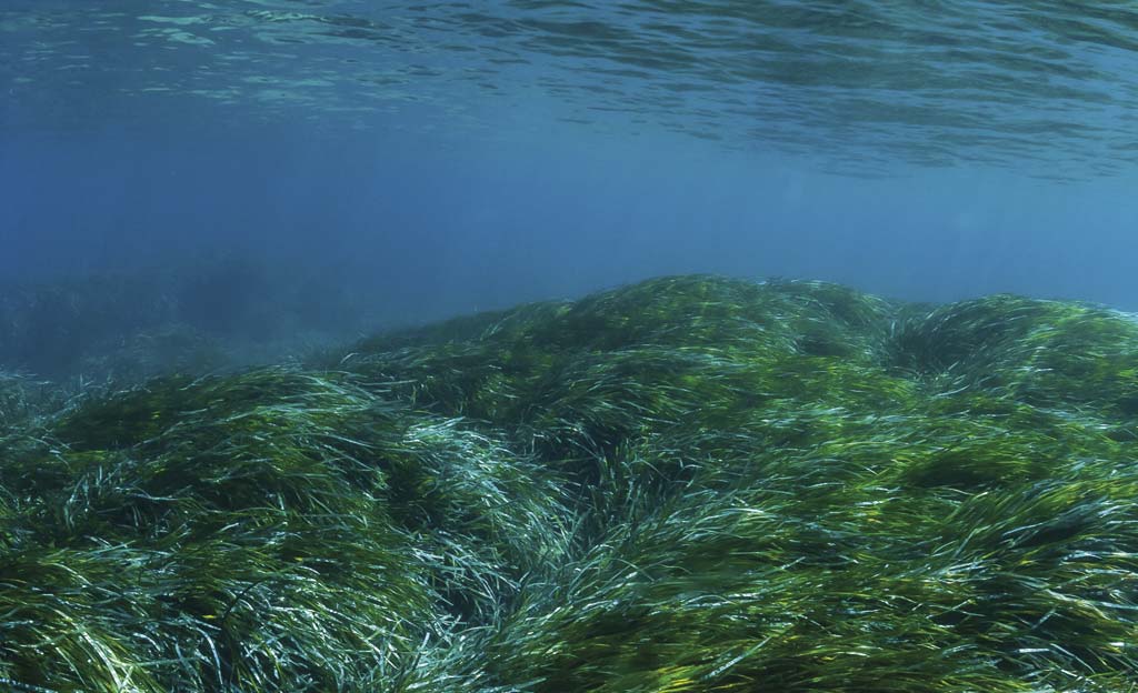 Poseidonia bajo el agua