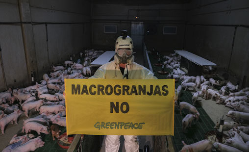 Un activista de Greenpeace, ataviado con un mono blanco y máscara antigás, en una macrogranja industrial porcina con un cartel en el que puede leerse MACROGRANJAS NO. Tras él decenas de cerdos.